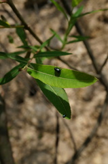 Cryptocephalus parvulus