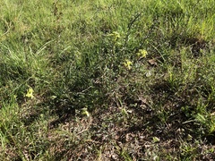 Erysimum crepidifolium