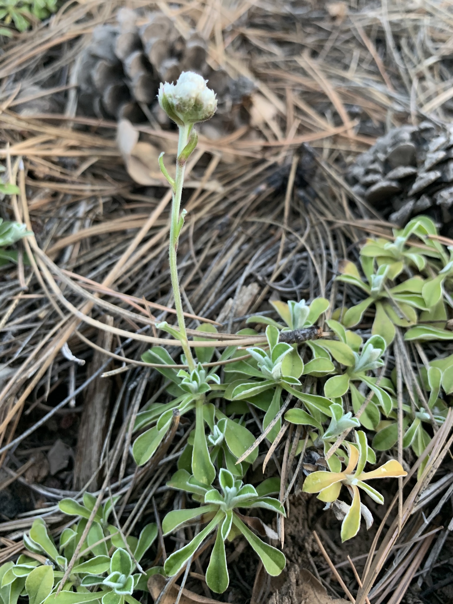 Antennaria marginata