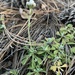 Antennaria marginata - Photo (c) Eric Hough, alguns direitos reservados (CC BY-NC), uploaded by Eric Hough