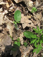 Hieracium sylvularum