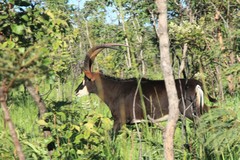 Hippotragus niger kirkii