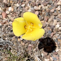 Calochortus aureus