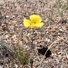 Calochortus aureus