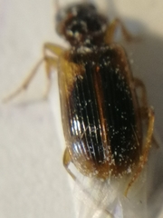 Anthracus consputus