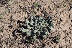 Euphorbia inermis