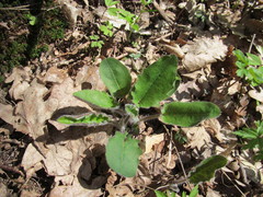 Hieracium sylvularum