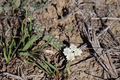 Euphorbia inermis
