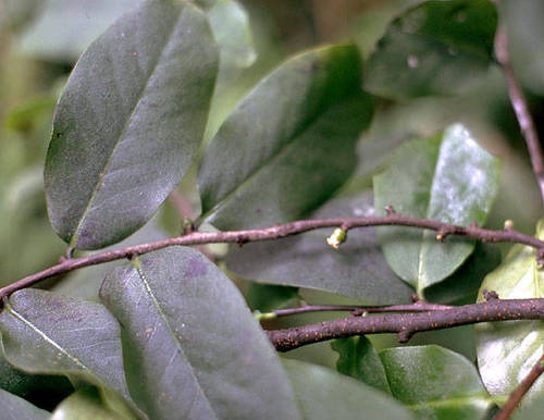 Diospyros hillebrandii