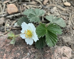 Fragaria vesca bracteata