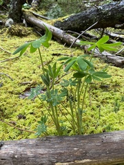 Lupinus nootkatensis