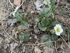 Fragaria vesca bracteata