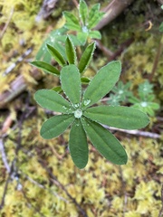 Lupinus nootkatensis