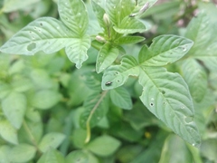 Insecta