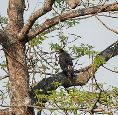Haliaeetus leucoryphus