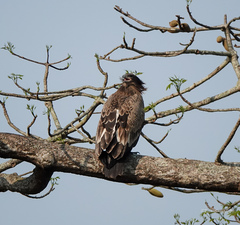 Haliaeetus leucoryphus