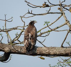 Haliaeetus leucoryphus