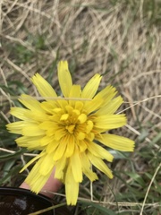 Nothocalais cuspidata