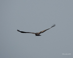 Haliaeetus leucoryphus