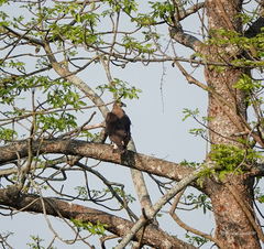 Haliaeetus leucoryphus
