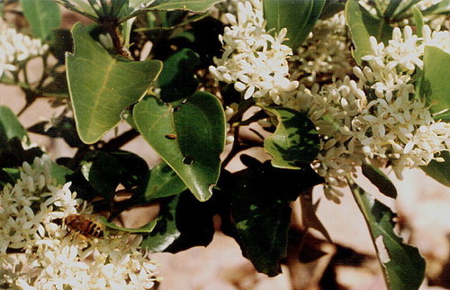 Psydrax odoratus