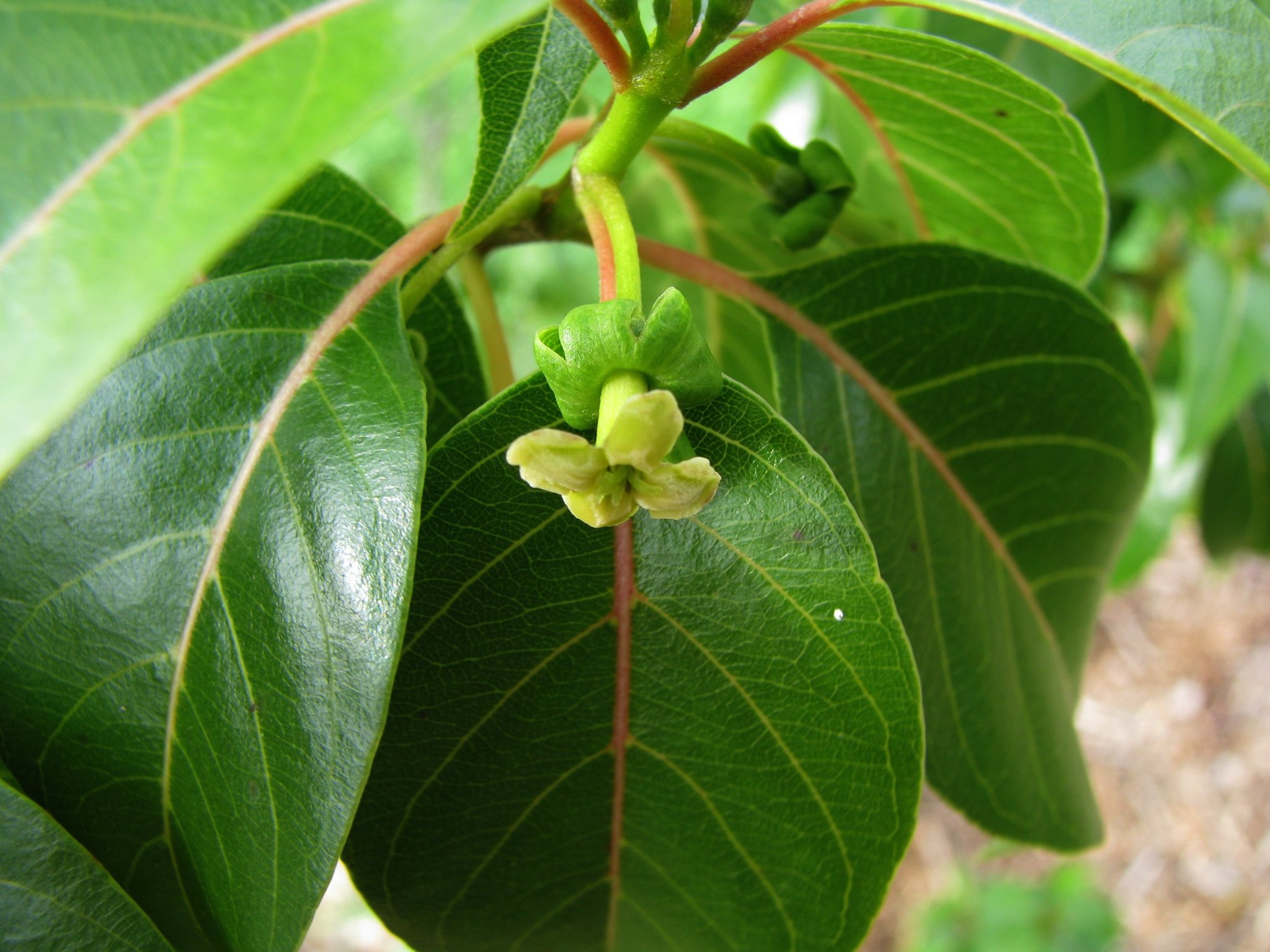 Bobea sandwicensis