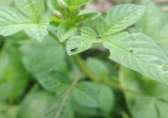 Insecta