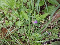 Viola philippica
