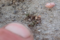 Samolus repens repens