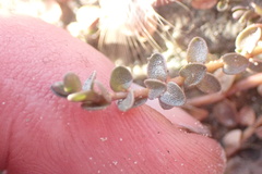 Samolus repens repens