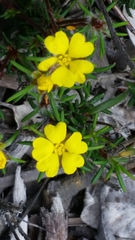 Hibbertia depressa