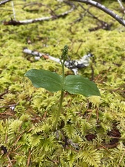 Neottia banksiana
