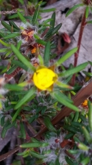 Hibbertia depressa