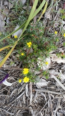 Hibbertia depressa