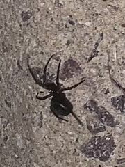 Steatoda borealis