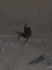 Steatoda borealis