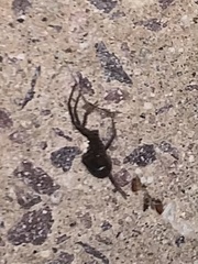 Steatoda borealis