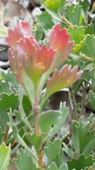 Adenanthos cuneatus