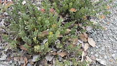 Adenanthos cuneatus