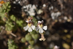 Chaenorhinum villosum