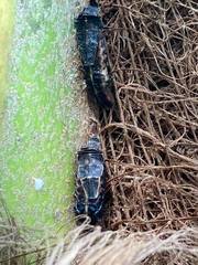 Pyractomena borealis