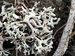 Xanthoparmelia wyomingica