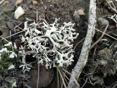 Xanthoparmelia wyomingica