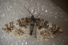 Enchoria lacteata
