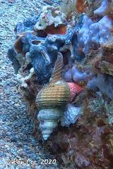 Propefusus australis