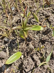 Fritillaria camschatcensis