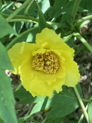 Paeonia ludlowii
