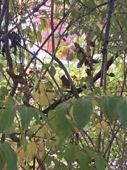 Cardinalis cardinalis