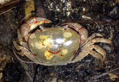 Austrothelphusa transversa