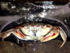 Austrothelphusa transversa